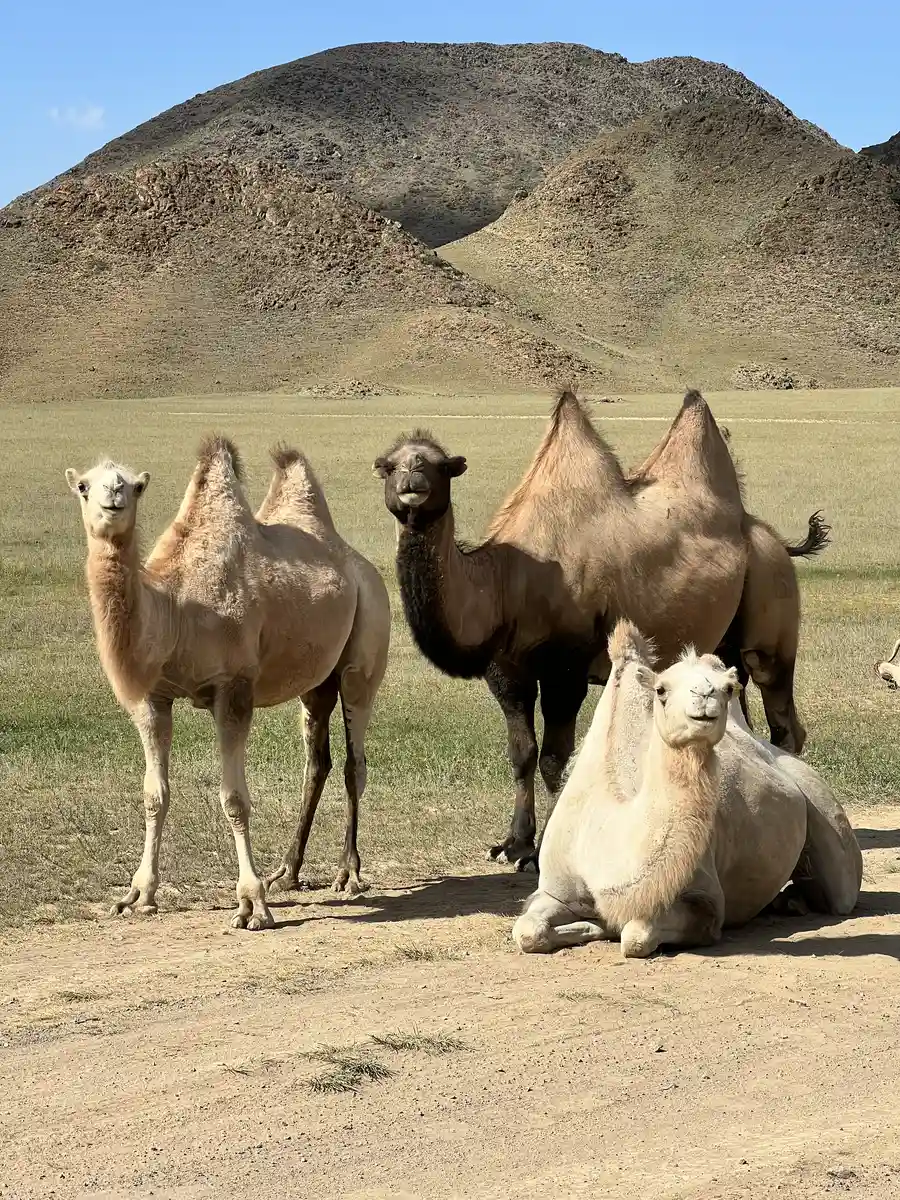 Three Bactrian camels standing and resting on a dirt road in the Assy Plateau steppe
